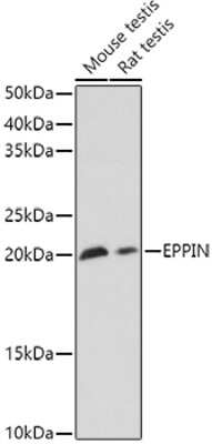 Western Blot SPINLW1 Antibody - Azide and BSA Free